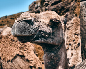 Closeup shot of a dromedary