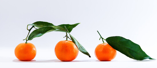 orange tangerines with green leaves on a white background