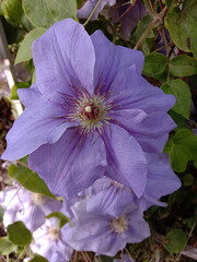 Lilac flower Clematis in the garden 