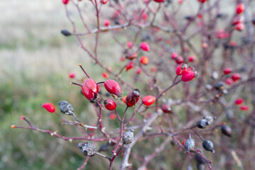 diversity of vegetation in the cold winter