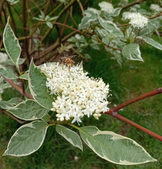 Little bee on the blossoming tiny white inflorescence 