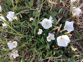 Tender tiny beautiful bindweed flowers 