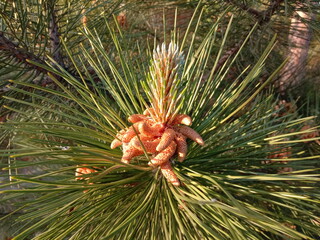 Virginia pine tree twig illuminated  by the sun&rsquo;s warm rays