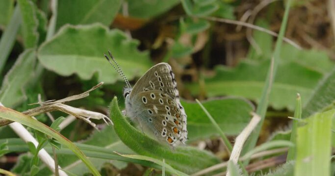 Adonis blue on leaves, Compton Abbas, Dorset, UK