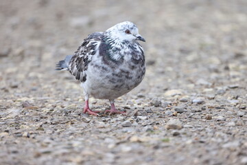 Fototapeta premium The pigeon stands on the ground