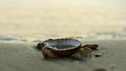   Athens, Greece November 28th, a Seashell in the sand  during sunset