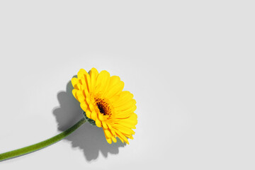 One yellow gerbera is refreshed by hard light on a gray background. Place for your text.