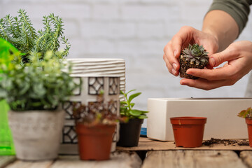 Close-up view of woman gardeners hands takes little cactus above the pot on rustic wooden table on white background. Concept of plants care and home garden.