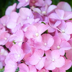 Fototapeta na wymiar Hortensienblüte in pink