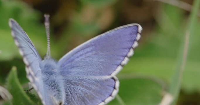 Adonis blue on leaves, Compton Abbas, Dorset, UK