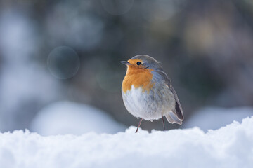robin on snow blue ambiant light