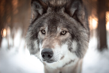 Amazing snowy encounter with grey wolves in Canada. 