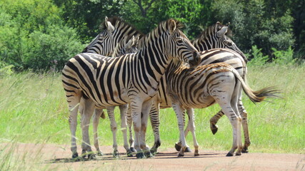 Fototapeta na wymiar Close zebra protection detail, Reitvlei Nature Reserve, Gauteng, South Africa