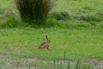 Obraz na płótnie Canvas Brown hare stationery and alert in field