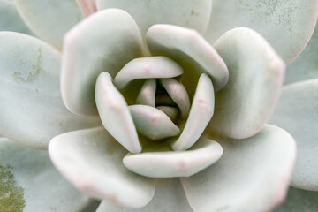 Succulent in macro closeup