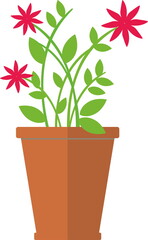 flower, home plant in ceramic pot