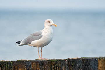 Silbermöwe auf den Buhnen