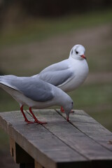 Fototapeta premium Seagulls on the bench