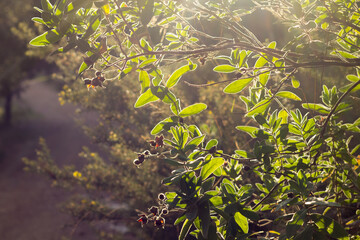 Autumn, pre-winter season