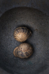 Two snail shells inside a round rock