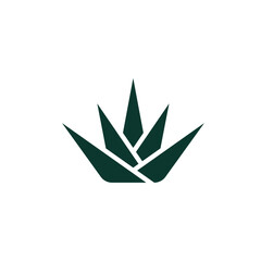 Agave icon design isolated on white background. Vector illustration