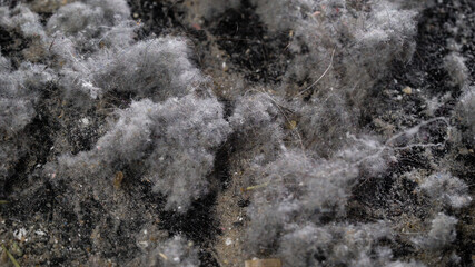 dangerous domestic dust, closeup view from vacuum cleaner, source of bacteria and allergens