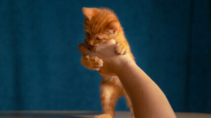 CLOSE UP: Frisky little tabby kitten bites female owner's hand during playtime.