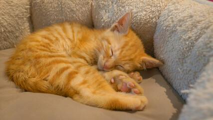 CLOSE UP: Tired little orange baby cat sleeps tight in a cozy bed for kittens.