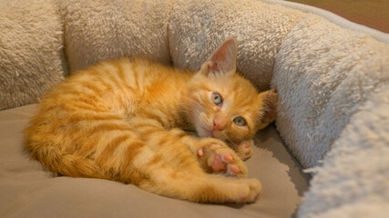 CLOSE UP: Tired little orange baby cat wakes up from tight sleep in a cozy bed.