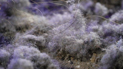 Macro dust shots with hair. The pollution that the vacuum cleaner collects when cleaning an apartment or house.