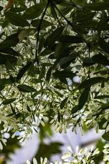 green leaves and white flowers background