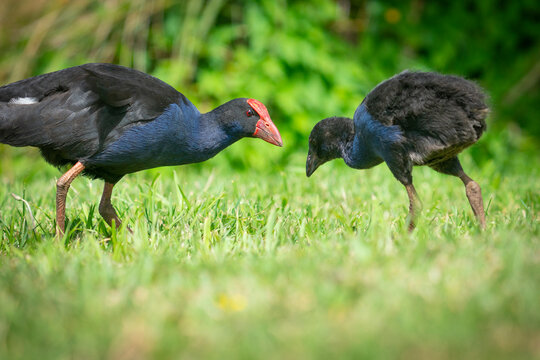 Pukeko adult and young
 on grass at Travis Wetland Christchurch
