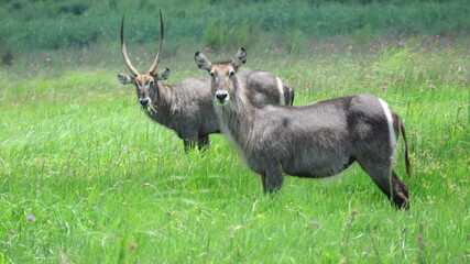 Male and female waterbuck (Kobus ellipsiprymnus), Reitvlei Nature Reserve, Gauteng, South Africa
