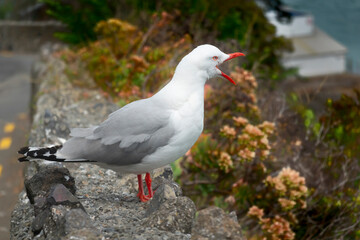 Naklejka premium Red-billed gull beak wide open on coastal cliff on Whitewash Head Road