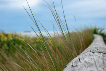Old driftwood log lying in beach vegetation