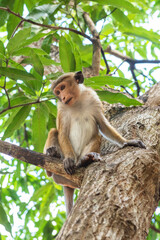 Young female Toque macaque  (Macaca sinica) sitting in a tree and looking down