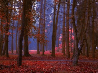 Mysterious dark forest in the morning in red. mystical autumn landscape.