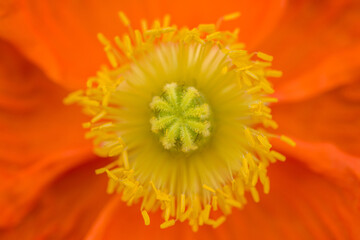 Orange beautiful flower in macro closeup