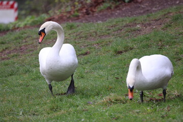 White swans on the grass