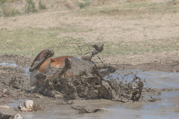 Wild Horse in the Utah Desert at a Pond in Spring