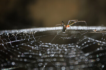 Macro shot of a spider building its web © Raul Navarro González/Wirestock