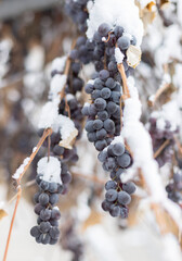 Whales of grapes under snow in winter. Grapes are covered with snow, photos with snow, white...