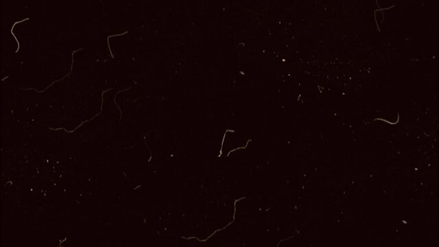 sepia noise video effects. Video background, video editing transition, intro and logo