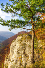 Obraz premium Coniferous tree in front of an autumnal mountainscape on the Swabian Jura at the Alb escarpment near Lichtenstein, Baden-Württemberg, Germany.