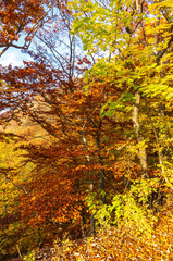 Colorful foliage of trees and bushes spreads autumn mood.