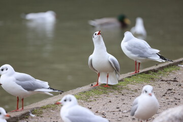 Birds on the shore