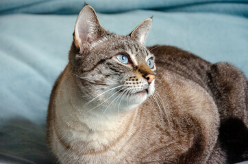 closeup on grey tabby cat laying on a bed with blue blanket looking to distance