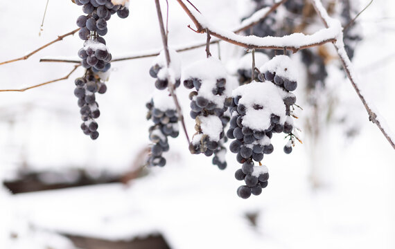 Whales of grapes under snow in winter. Grapes are covered with snow, photos with snow, white background. Ice wine. Wine red grapes for ice wine in winter condition and snow.