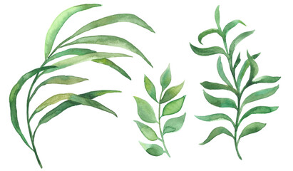 Hand drawn set of 3 green branches. Watercolor illustrations. Eucalyptus. Floral spring greenery design elements. Perfect for wedding invitations, cards, invitations, banners, posters and more