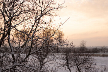 Winter landscape - frosty trees in snowy forest in the sunny evening. Tranquil winter nature in sunlight